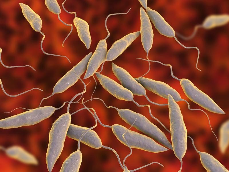 Leishmaniose Cutânea: Sintomas, Diagnóstico e Tratamento