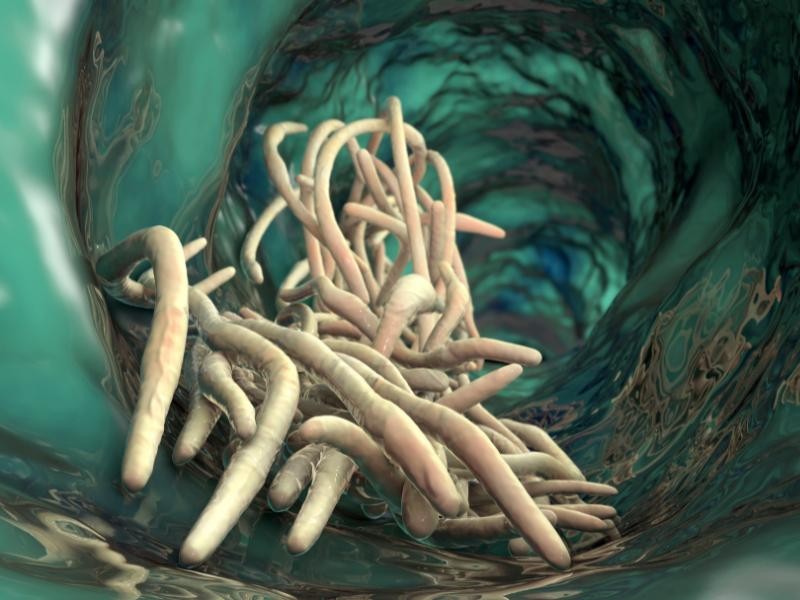 Verminoses: Sintomas, Prevenção e Importância da Vermifugação Regular